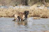 DOGUE ALLEMAND 197